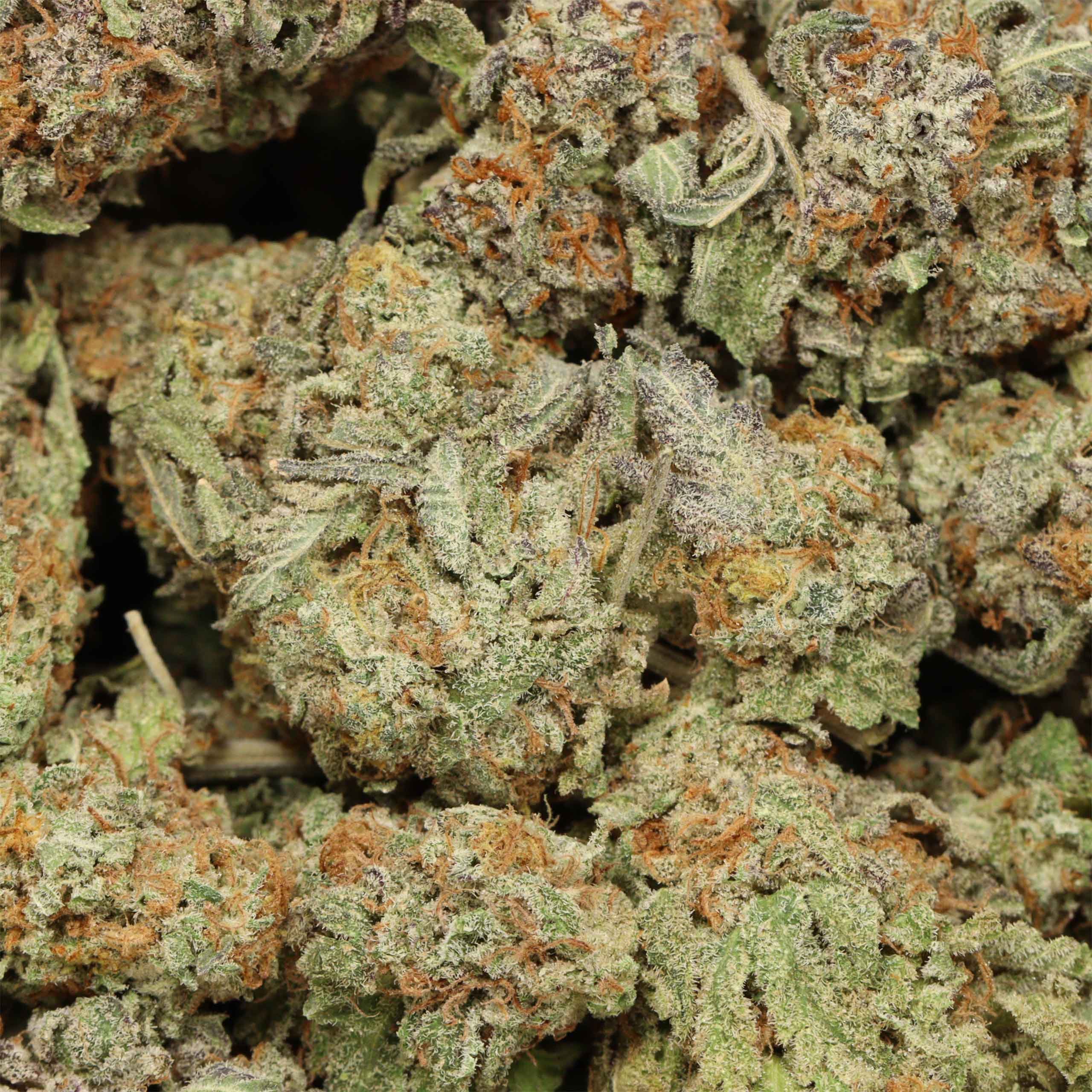 Best Flower Selection in Town